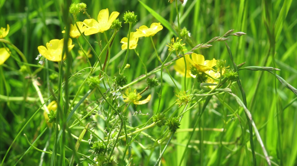 buttercup