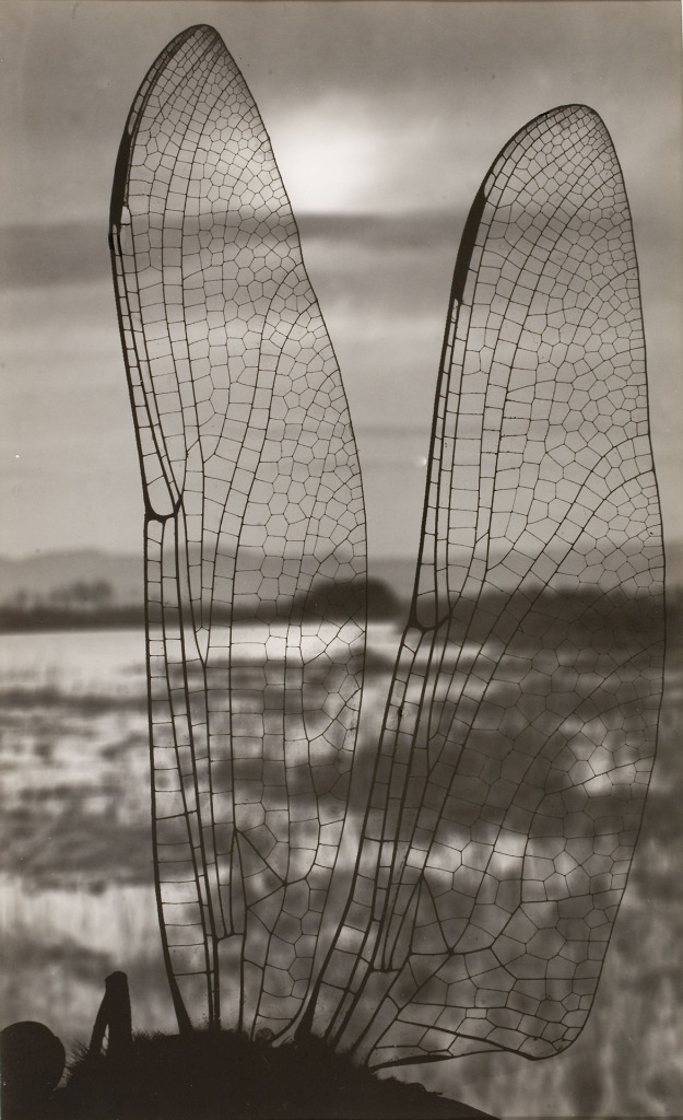 Emili Godes (c.1930)