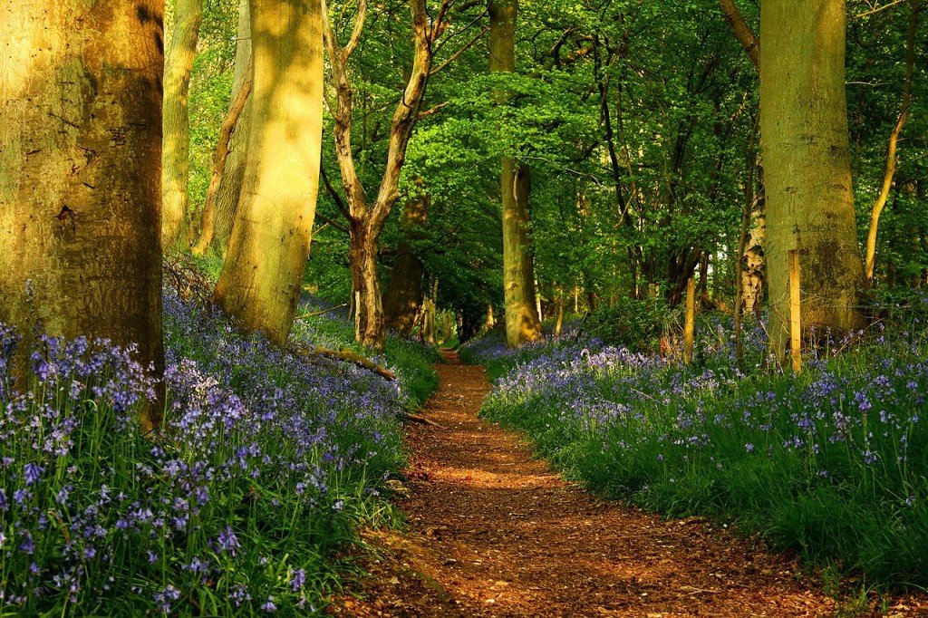 The ridgeway