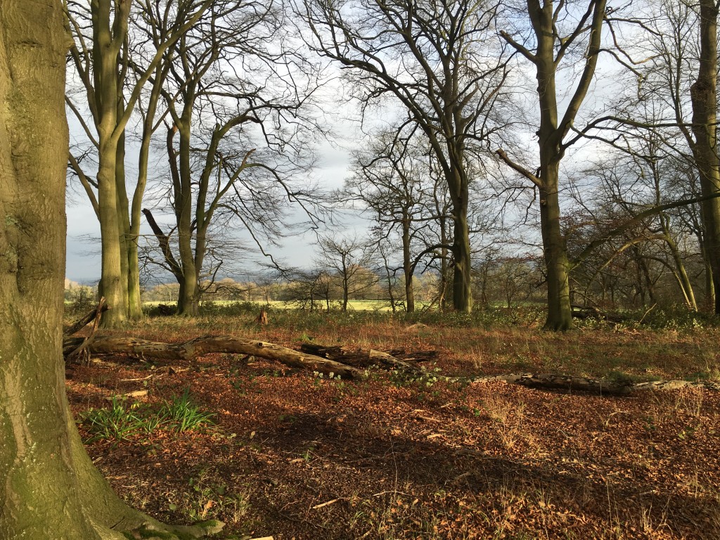 Wytham Woods -- December