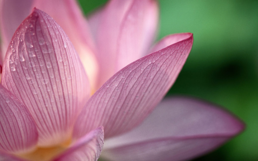 lotus1