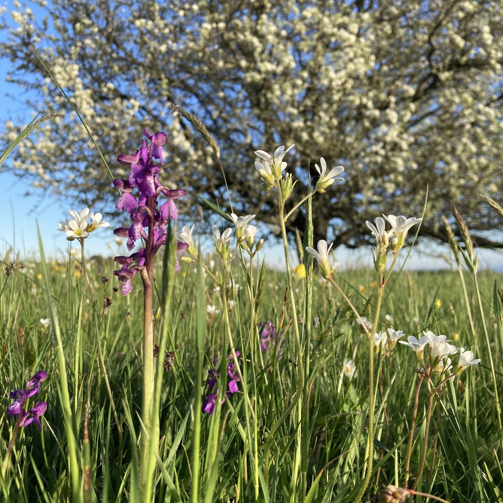 Orchid, fairy tree, Montaigne Noir, Aude.