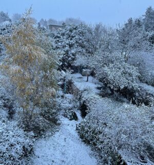 Early morning snowfall through my bedroom window.